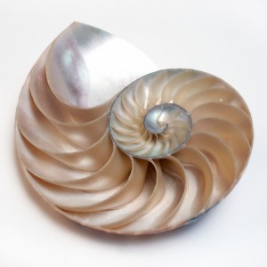 schelpen03
